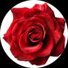 roseboutique1